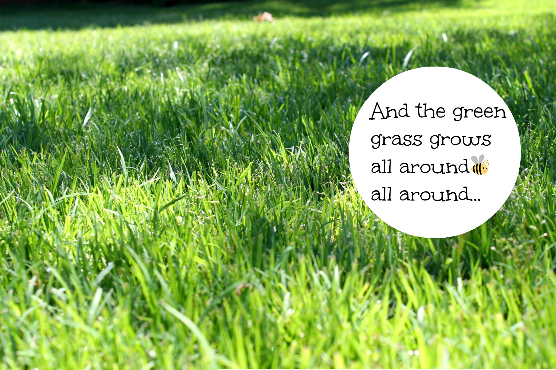 Green healthy lawn with zoysia plugs
