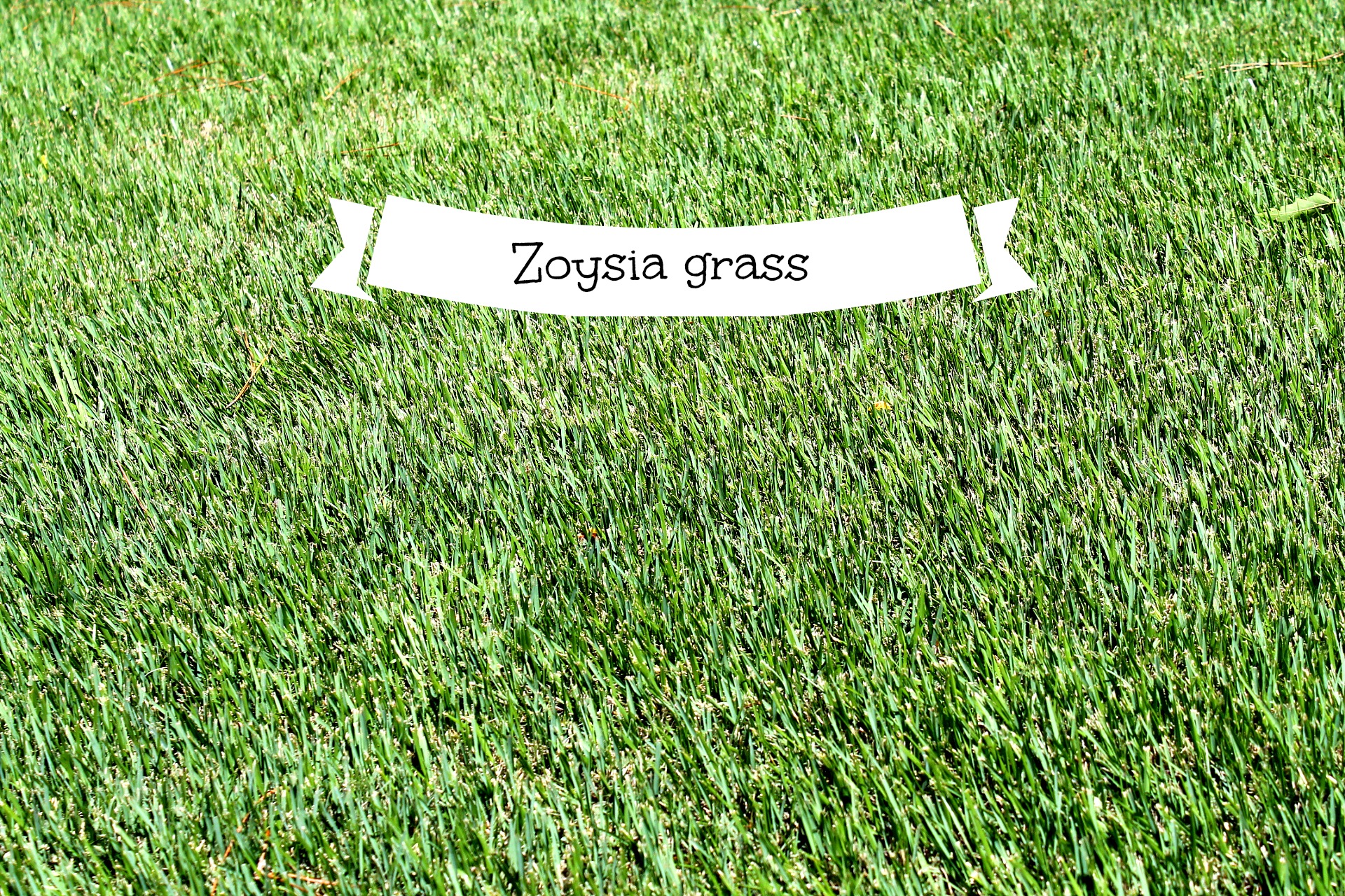 zoysia grass and why you should have it