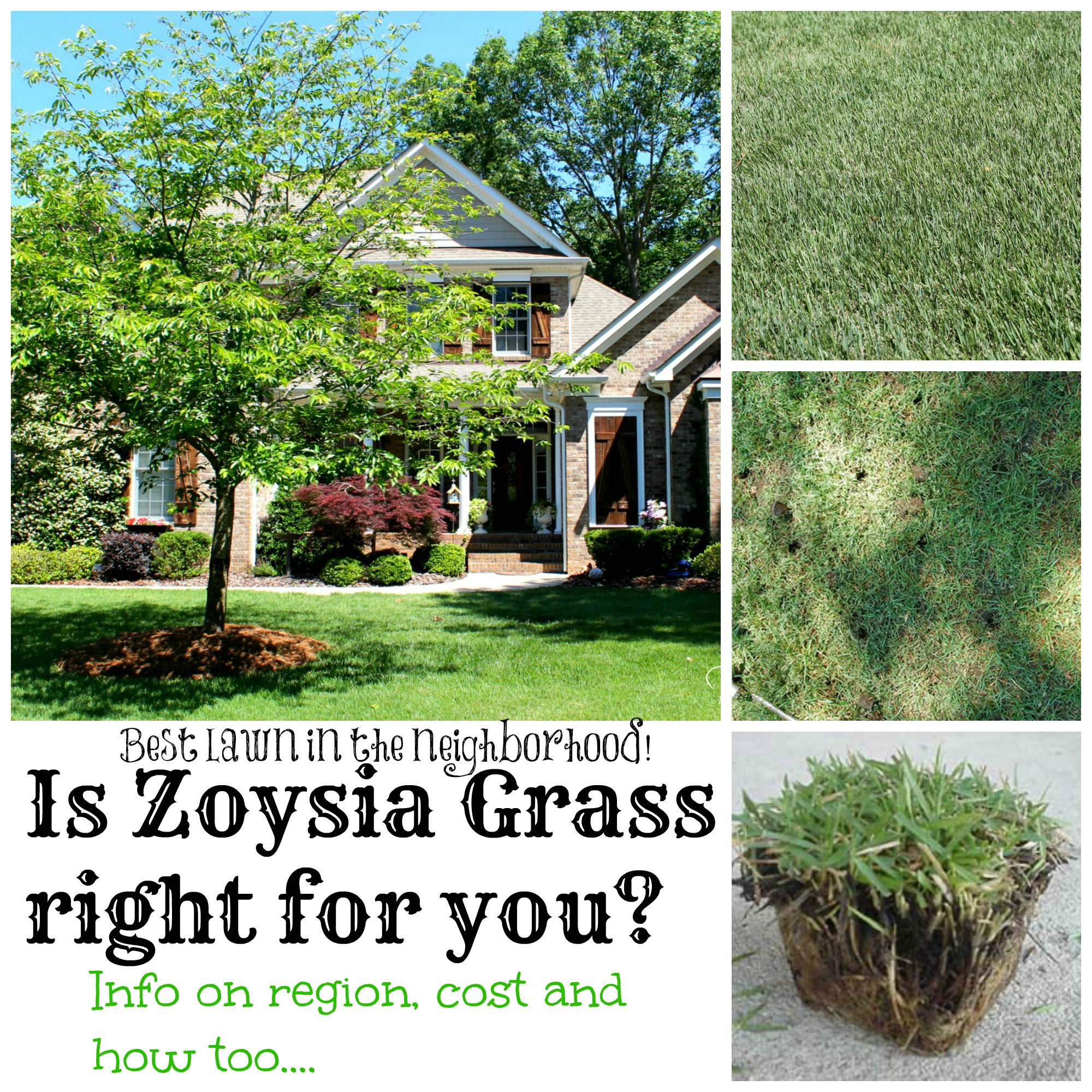 zoysia grass it's a man thing