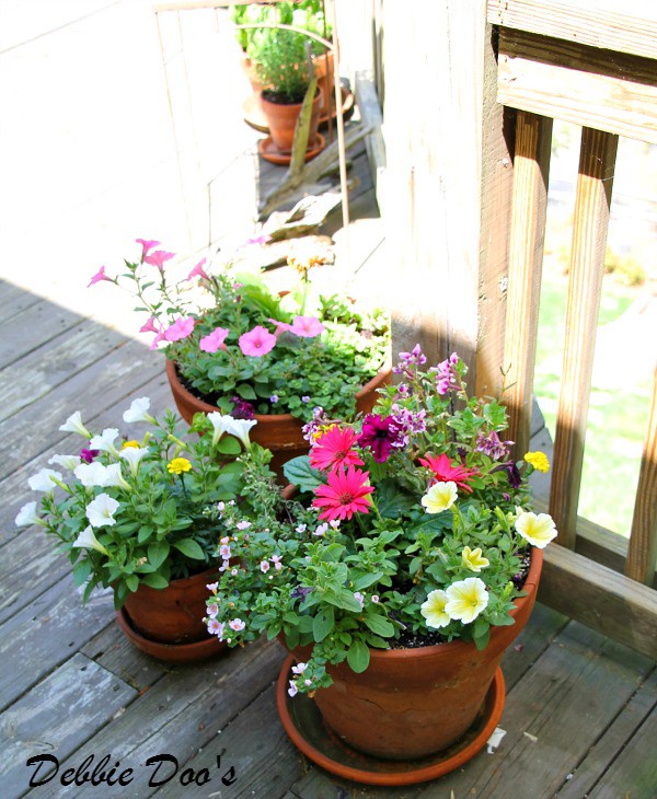 container gardening in the Carolina's