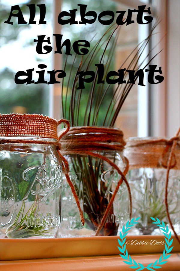 all about the air plant