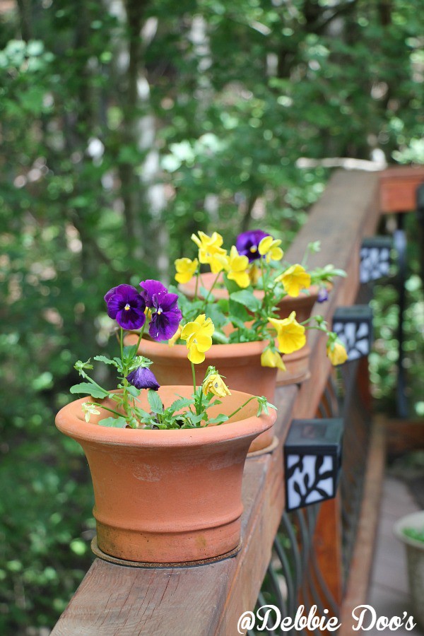 pansies in clay pots