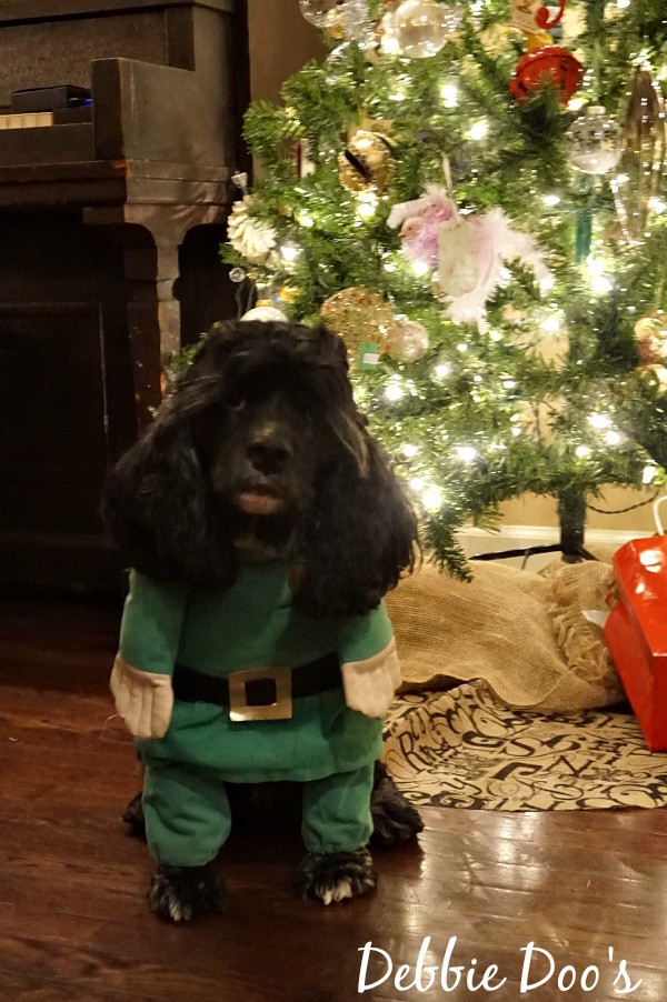 Monty dressed up like an elf