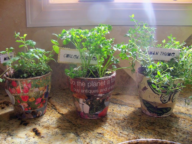 mini herb pots for the kitchen mod podged with garden magazine