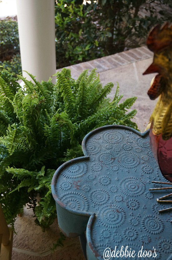 Fern and roosters on patio