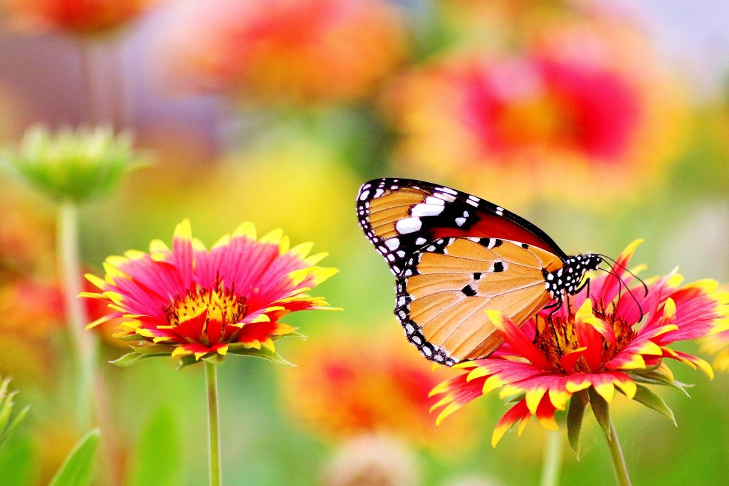 How to start your own butterfly garden 