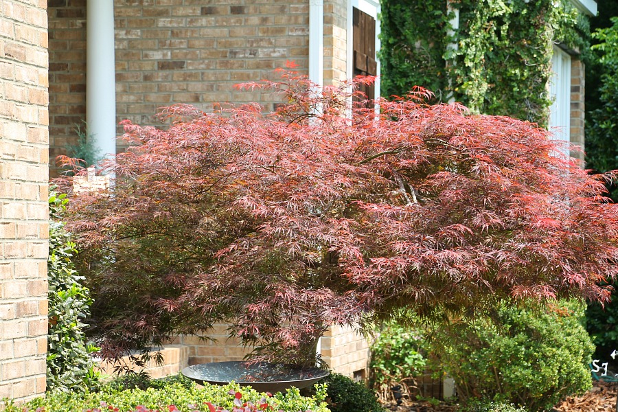 Amazing Japanese maple tree in South Carolina