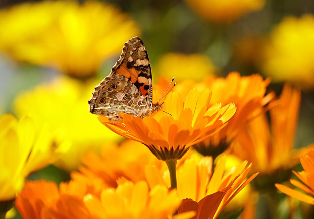 Start your own butterfly garden today
