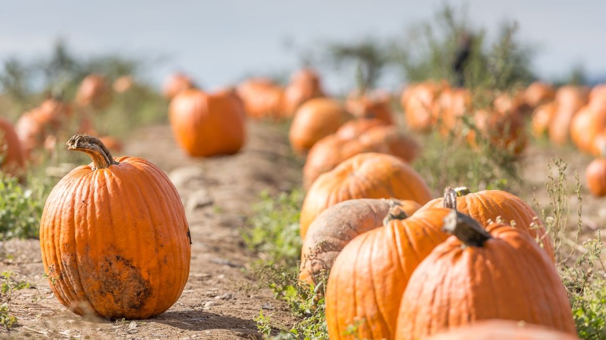 Families Visited a Pumpkin Farm for Halloween Health Officials Are Investigating Five E. Coli Cases